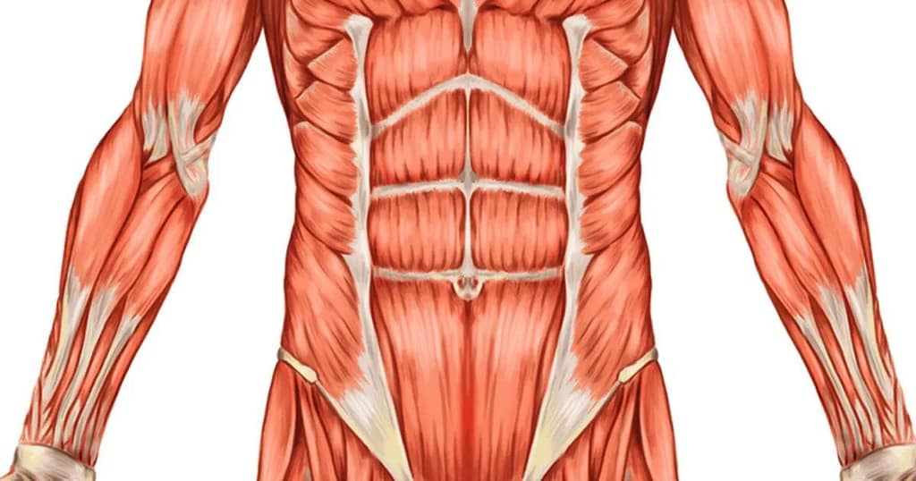 Unveiling Your &Quot;Core&Quot;: Demystifying This Amazing Muscle Group ! 4 Defining The Core Muscles. A Small Illustration Into Where The Muscles Of Your Core Are, But There Is Definitely A Deeper Meaning To This.