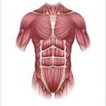 Core Muscles