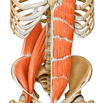 Core Muscles Yoga Anatomy