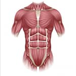 Core Muscles