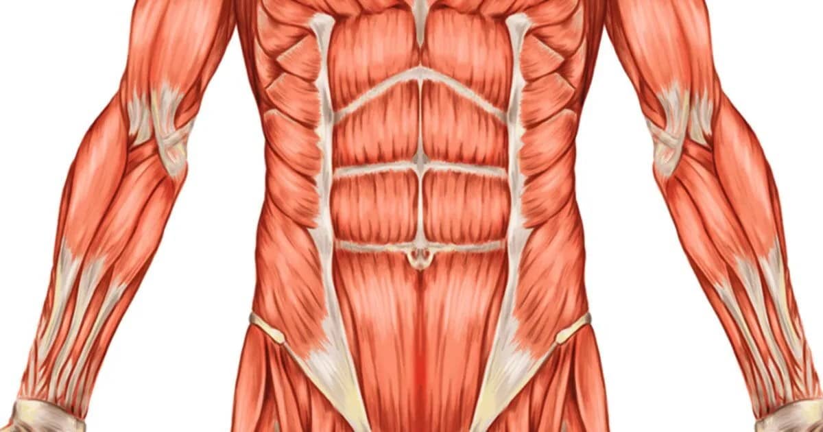 Defining the core muscles. A small illustration into where the muscles of your core are, but there is definitely a deeper meaning to this.